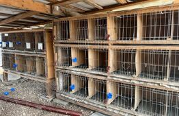 Ferma mica de animale – porci Mangalita & gaini de curte