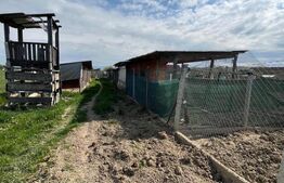 Ferma mica de animale – porci Mangalita & gaini de curte