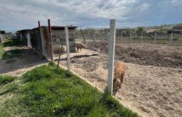 Ferma mica de animale – porci Mangalita & gaini de curte