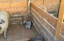 Ferma mica de animale – porci Mangalita & gaini de curte