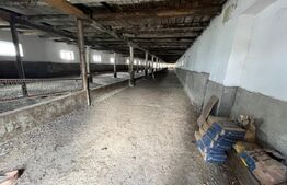Ferma de bovine - oportunitate pentru investitori sau fermieri profesionisti