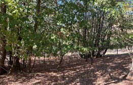 Teren spectaculos de 7.928 mp în Urvind – Vedere panoramică la barajul Crișului 