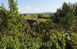 Casă cu teren de 2650 mp în Podgoria