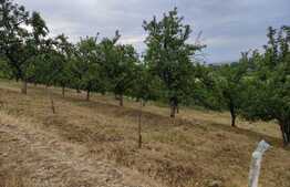 Teren Facliei 1377 mp intravilan