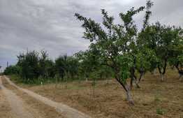 Teren Facliei 1377 mp intravilan
