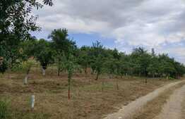 Teren Facliei 1377 mp intravilan