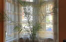 OCAZIE ! Apartament de 5 camere, 2 bai, 145 mp, demisol 45 mp, 3 garaje in curte, piscina, zona ultracentrala 500mp