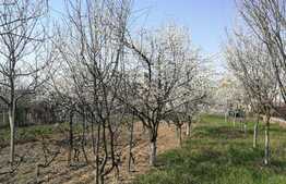 Casa cu 5 camere in Tileagd de 150 mp utili si 1600 mp de teren