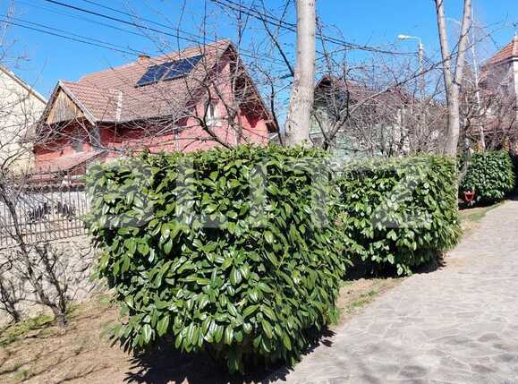 Casa de închiriat 2 camere Rogerius - 83071CI | BLITZ Oradea | Poza2