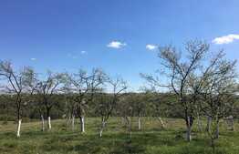 Casă cu panorama, 4.6 hectare, în Șinteu