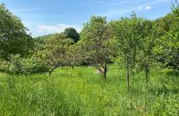 OFERTĂ! Teren Podgoria 4460 mp zona Bis Ortodoxe, Livadă terasată