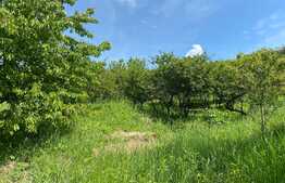 OFERTĂ! Teren Podgoria 4460 mp zona Bis Ortodoxe, Livadă terasată