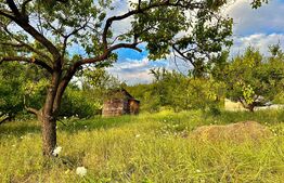 OFERTĂ! Teren Podgoria 4460 mp zona Bis Ortodoxe, Livadă terasată