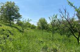 OFERTĂ! Teren Podgoria 4460 mp zona Bis Ortodoxe, Livadă terasată