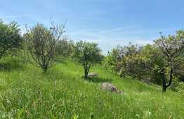 OFERTĂ! Teren Podgoria 4460 mp zona Bis Ortodoxe, Livadă terasată