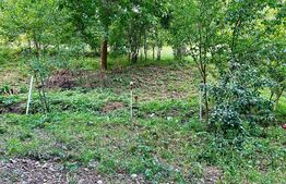 OFERTĂ! Teren Podgoria 4460 mp zona Bis Ortodoxe, Livadă terasată