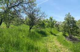 OFERTĂ! Teren Podgoria 4460 mp zona Bis Ortodoxe, Livadă terasată