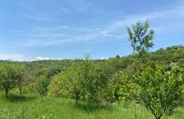 OFERTĂ! Teren Podgoria 4460 mp zona Bis Ortodoxe, Livadă terasată