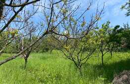 OFERTĂ! Teren Podgoria 4460 mp zona Bis Ortodoxe, Livadă terasată