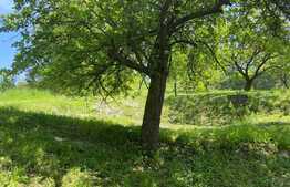 OFERTĂ! Teren Podgoria 4460 mp zona Bis Ortodoxe, Livadă terasată