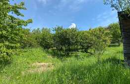 OFERTĂ! Teren Podgoria 4460 mp zona Bis Ortodoxe, Livadă terasată