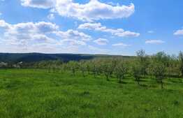 Teren intravilan, 3000 mp, Betfia