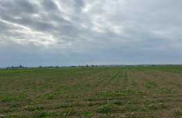 Teren arabil de 16000mp in Podgoria/Fughiu