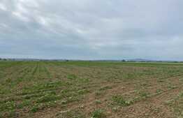 Teren arabil de 16000mp in Podgoria/Fughiu