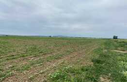 Teren arabil de 16000mp in Podgoria/Fughiu