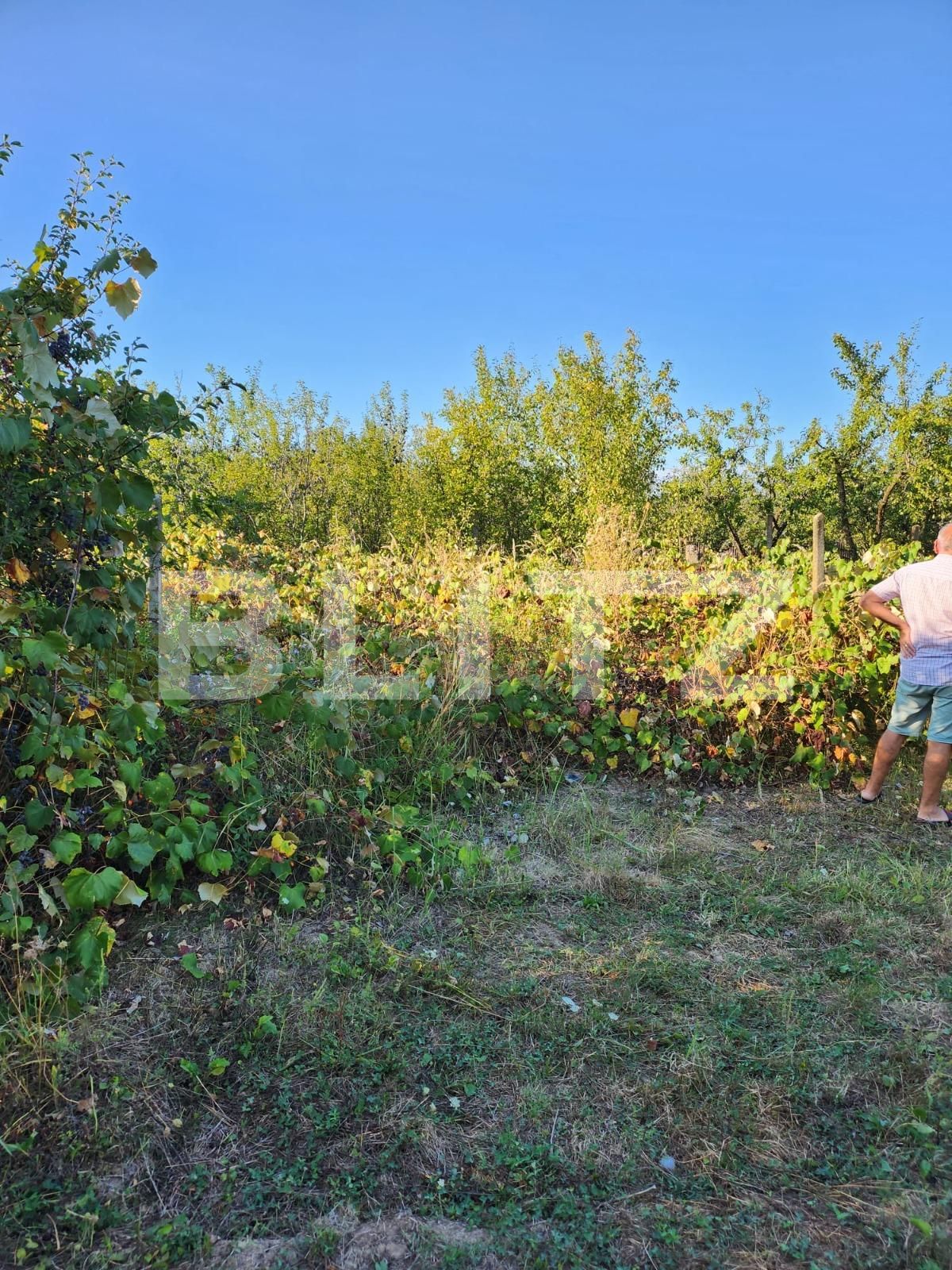 Teren de vânzare Smeura - 126887TV | BLITZ Pitești | Poza5