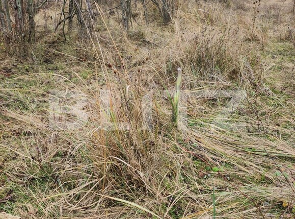 Teren de vânzare Smeura - 130758TV | BLITZ Pitești | Poza2