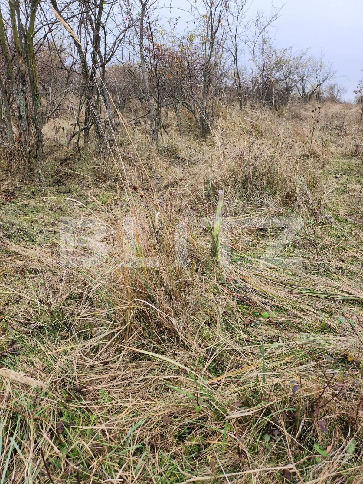 Teren de vânzare Smeura - 130758TV | BLITZ Pitești | Poza2