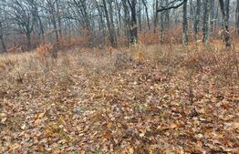 Padure de vanzare, 679 mp, Colina Verde - Smeura