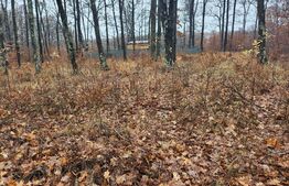 Padure de vanzare, 679 mp, Colina Verde - Smeura