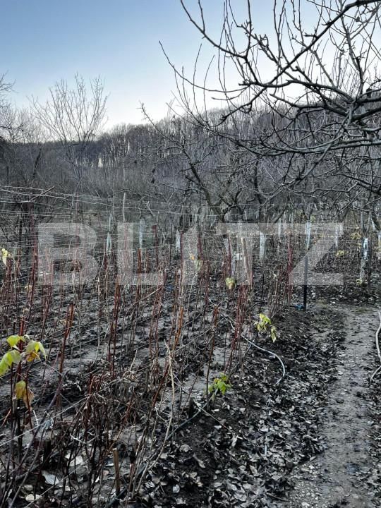 Casa de vânzare 4 camere Big-Bascov - 151737CV | BLITZ Pitești | Poza4