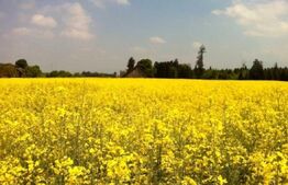 Teren 2700 mp, intravilan, Albota