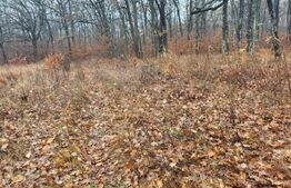 Padure de vanzare, 679 mp, Colina Verde - Smeura