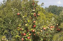 Teren extravilan, 20000 mp, Valea Danului 