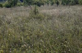 Teren extravilan, 20000 mp, Valea Danului 