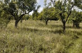 Teren extravilan, 20000 mp, Valea Danului 