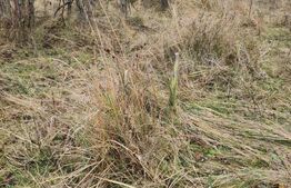 Teren de vanzare, 3960 mp, Smeura