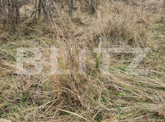 Teren de vânzare Central - 153590TV | BLITZ Pitești | Poza2