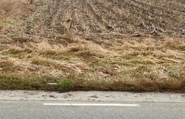 Teren intravilan cu suprafata de 5000mp