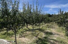 Casă nouă, 110 mp, 6.000 mp de teren, zona Spiridoni