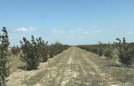 Afacere agricola – plantație de alun pe rod, 11 ha, utilaje și infrastructura