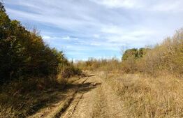 Teren intravilan, 5.000 mp, zona Centrală - Băbana