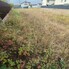 Teren de vânzare Mosoaia - 209722TV - Poza 1 din 4 | BLITZ Pitești | Poza1