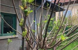 Casa individuala, 100 mp utili, teren cu 300 mp, Gheorghe Doja