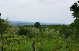 Casa individuala cu crama, teren 6700mp, Plopu
