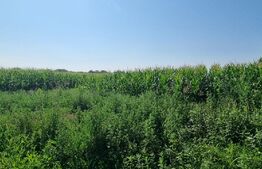 Teren intravilan, 3400 mp, extravilan 2800 mp, comuna Balta Doamnei